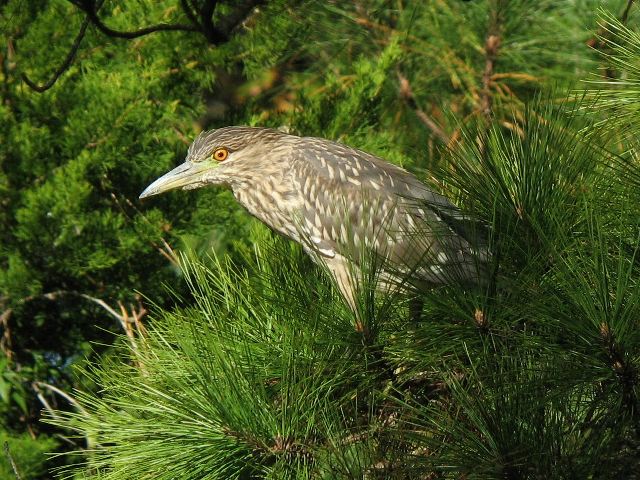 Black-crowned Night-Heron